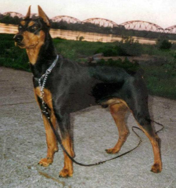 ASKAN AL Forland | German Pinscher 