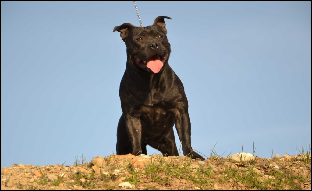 Monster by LGD | Staffordshire Bull Terrier 