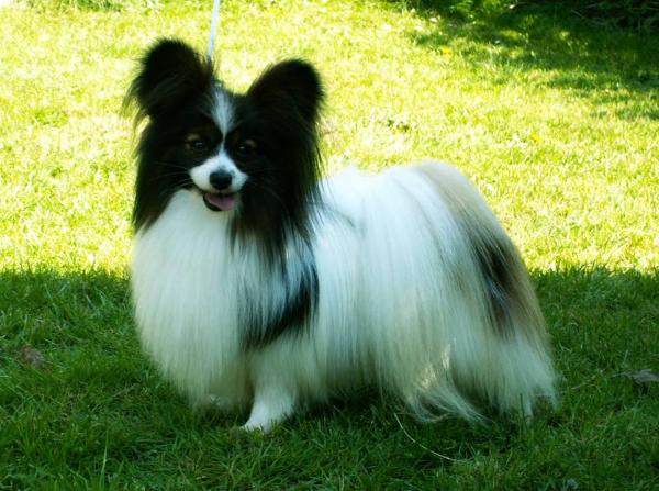 Ringlands Centigrade | Papillon 