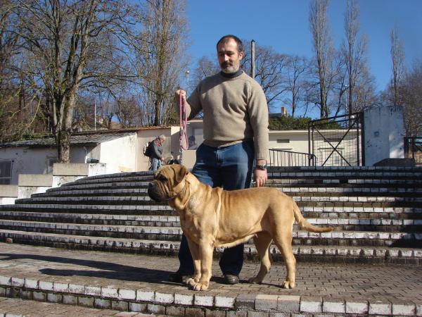 Daylight Sweety des Jardins d'Atlantis | Bullmastiff 