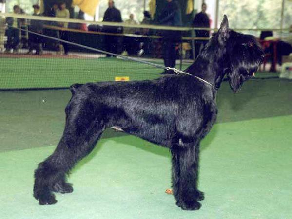 Gently Born Only You | Giant Schnauzer 