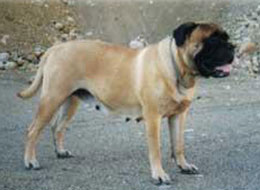 VIIDOGS DELILAH DANIELA | Bullmastiff 