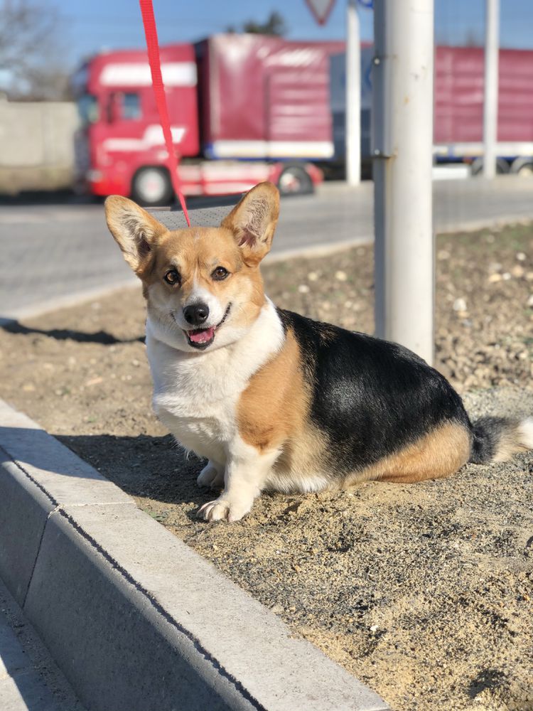 Gabriella iz Doma na Holme | Pembroke Welsh Corgi 
