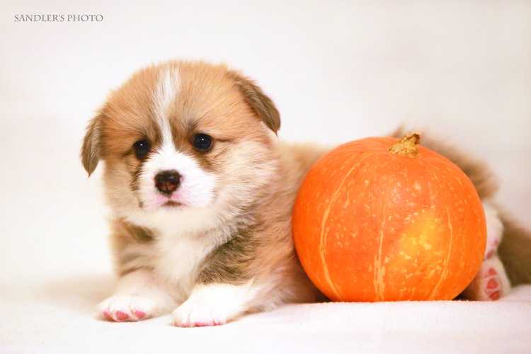 Corona Florea Gladíolus | Pembroke Welsh Corgi 