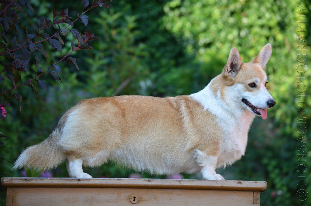 Daring Missandei Anireka | Pembroke Welsh Corgi 