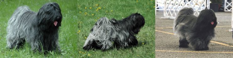 SAMUEL HAPPY MANDALA-DELAMA | Tibetan Terrier 