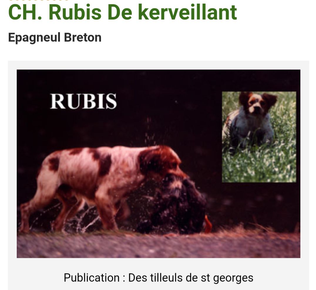 RUBIS de Kerveillant | Brittany 