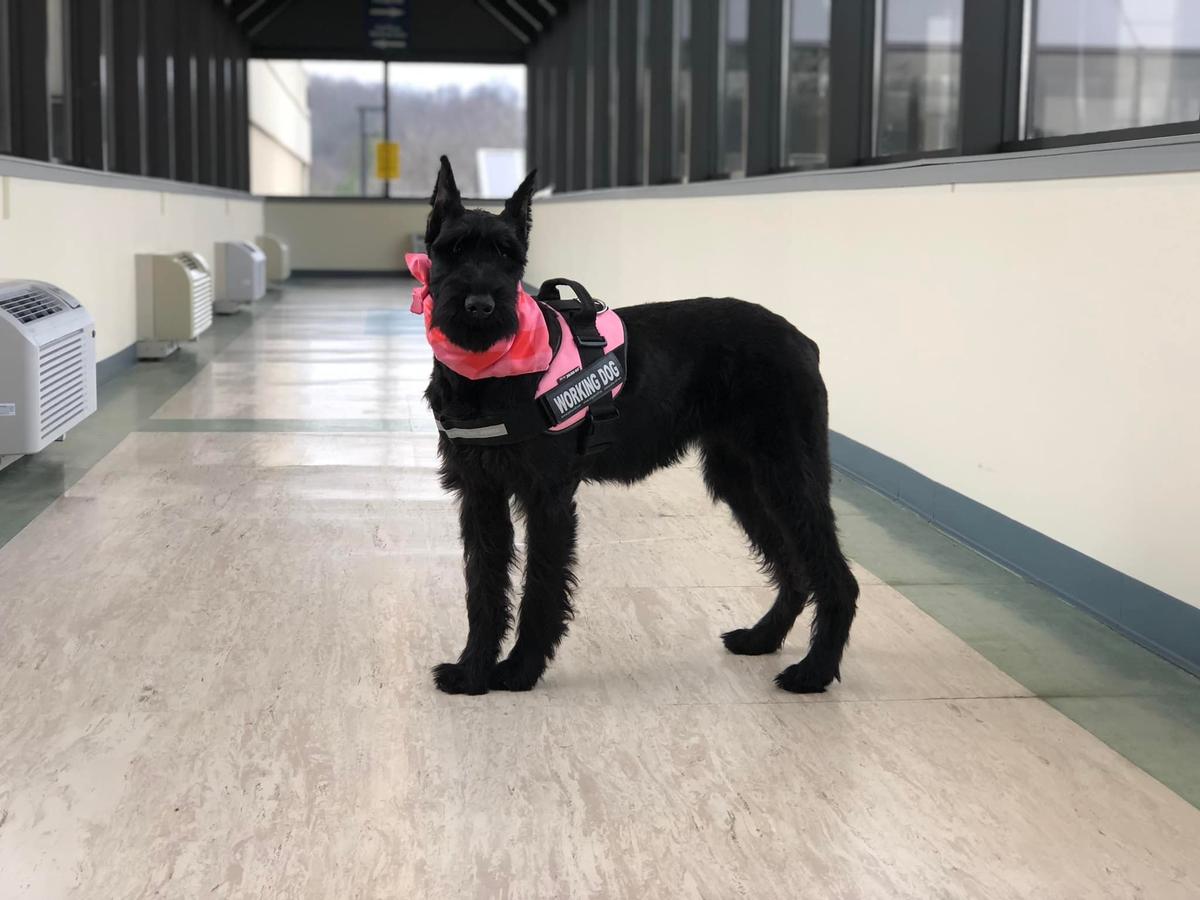 Caylee Von Prufenpuden | Giant Schnauzer 