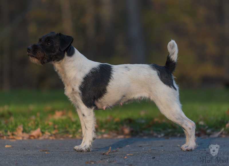 Fleet Street Twister | Jack Russell Terrier 