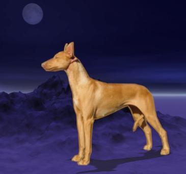 dandangadale zebbiah | Pharaoh Hound 