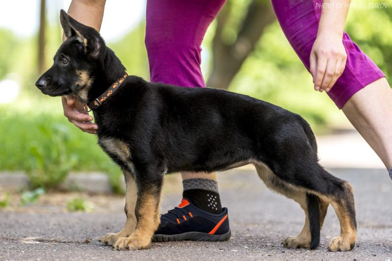 Brilon Nemiades | German Shepherd Dog 