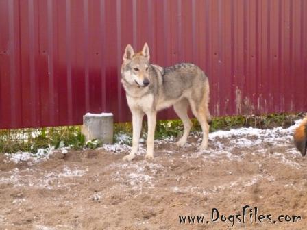 Epoha viktorii asta basta | Czechoslovakian Wolfdog 