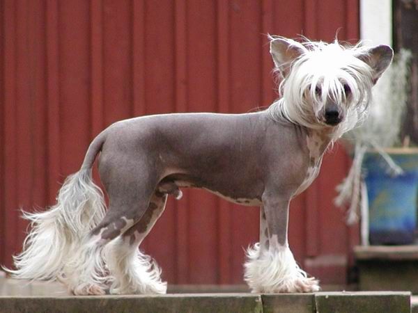 Beddi's Bang A Boomarang | Chinese Crested 