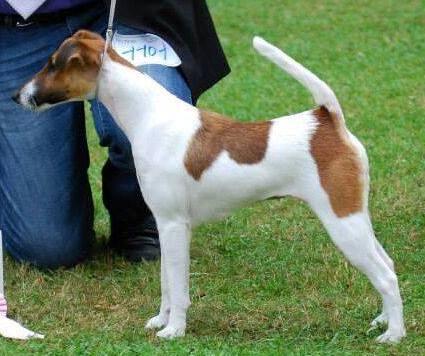 Jasmína Tuskulum | Smooth Fox Terrier 