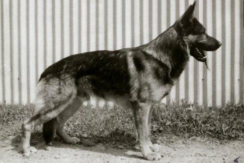 Astor vom Waldidyll | German Shepherd Dog 