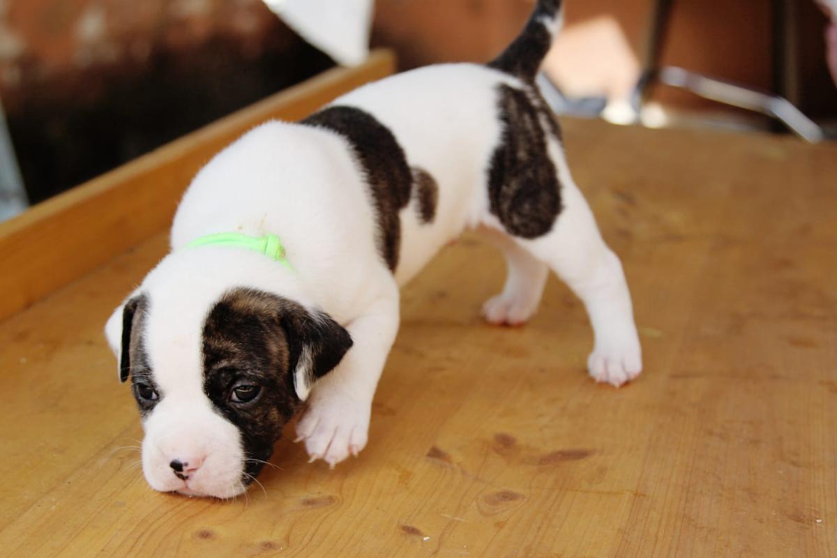 RadosnayaBulls Drake | American Bulldog 