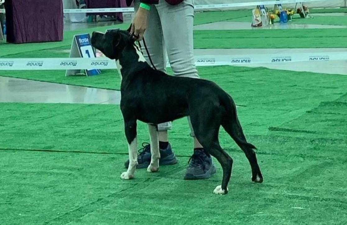 Be Like an American Dream S Almaznogo Ostrova | American Staffordshire Terrier 