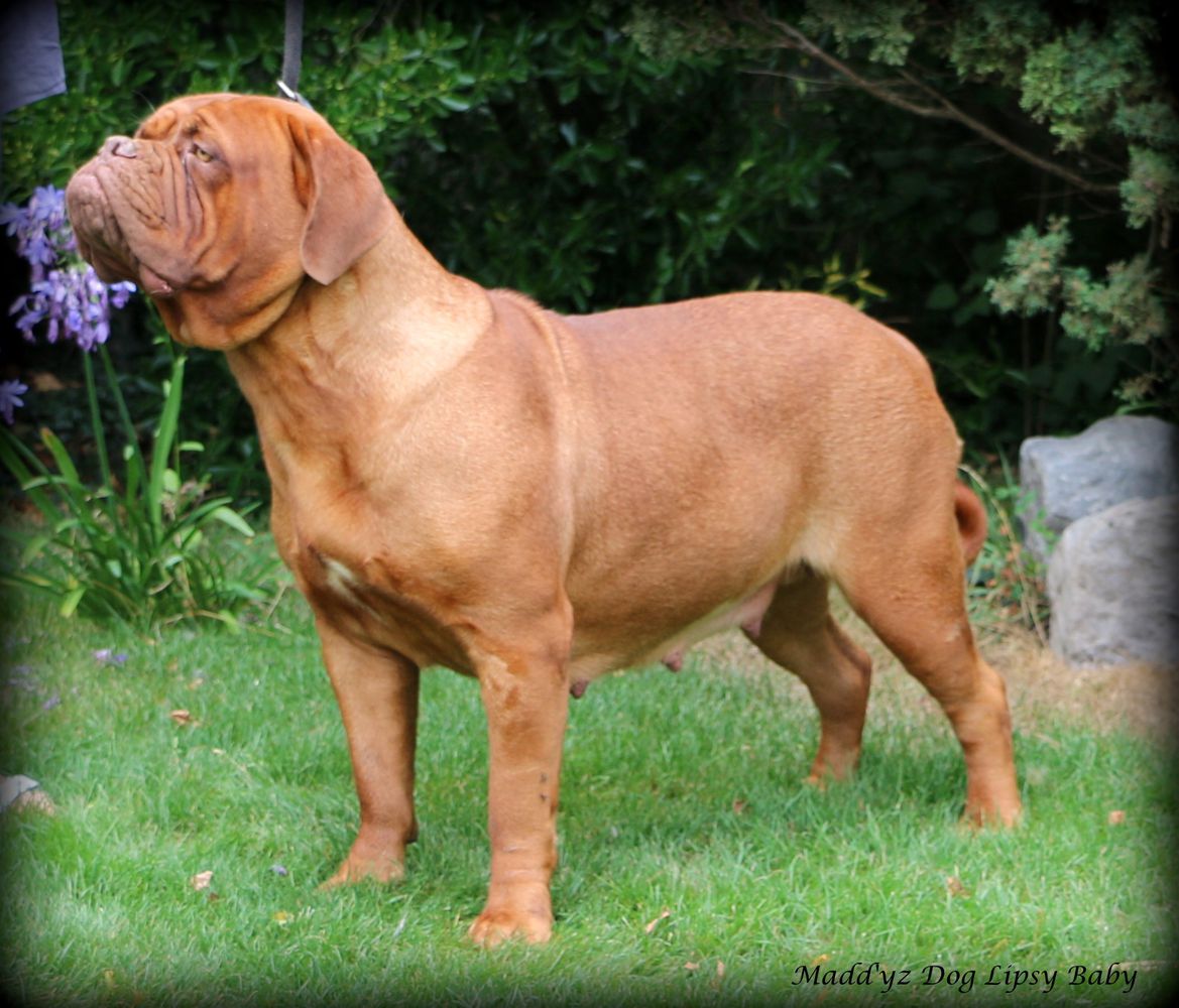 Madd'yz Dog Lipsy baby | Dogue de Bordeaux 