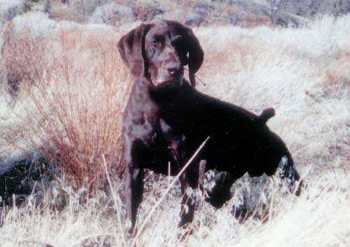 BODO VOM WALDRAND | German Shorthaired Pointer 