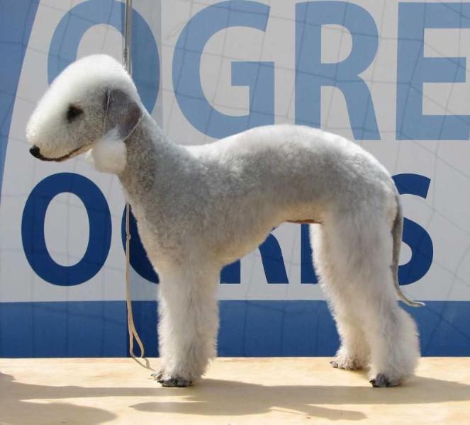 KAROLINA TERRACOTA EWELAIN | Bedlington Terrier 