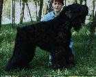 Ksena Best | Black Russian Terrier 