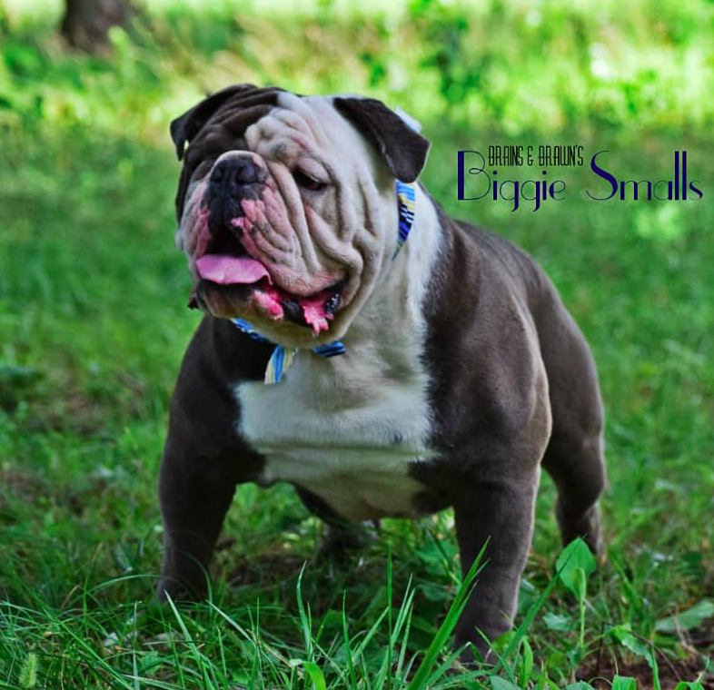 Barton's Biggie | Olde English Bulldogge 