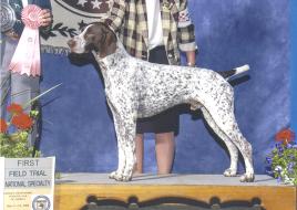 Madrone Romanov Champagne | German Shorthaired Pointer 