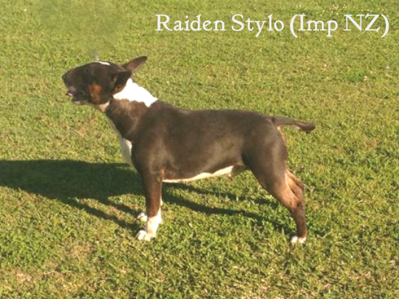 Raiden Stylo (Imp NZ) | Bull Terrier 