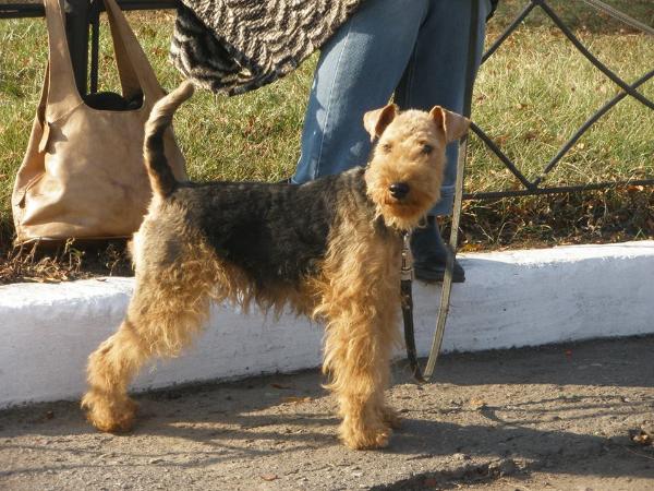 Marjana | Welsh Terrier 