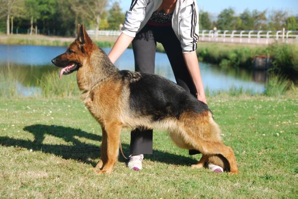 Fidjy du Domaine de l'Aa | German Shepherd Dog 
