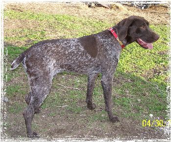 Outlander's Hustling Hector | German Shorthaired Pointer 