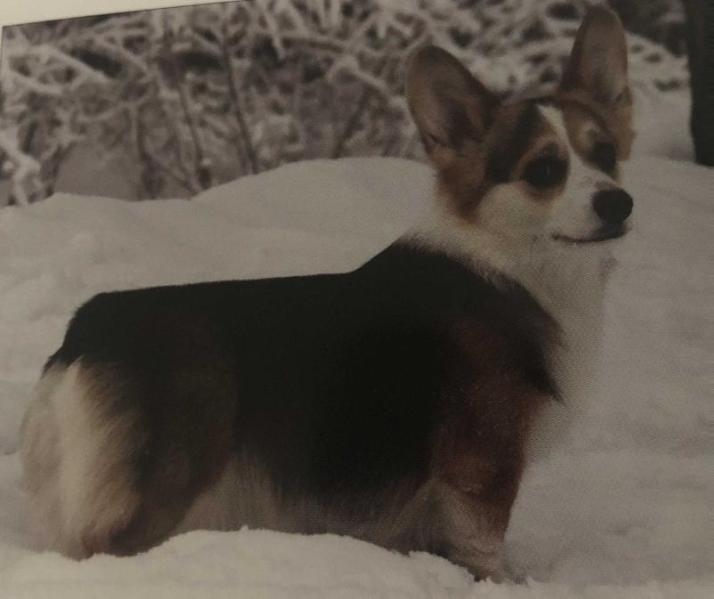 Candle In The Wind At Winddancer | Pembroke Welsh Corgi 