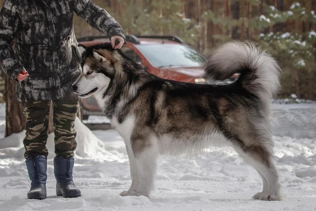 SUMERECHNYY VOLK WEREWOLF FROM QUILEUTE | Alaskan Malamute 