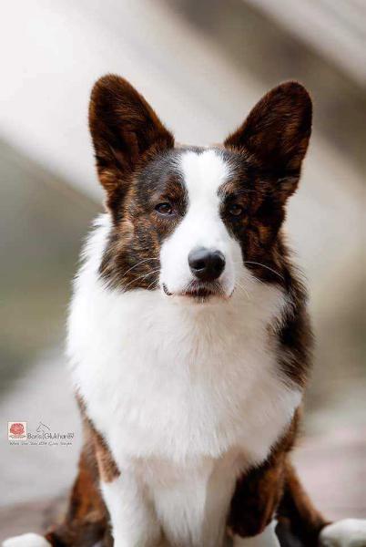 Major Point Violet Hill | Cardigan Welsh Corgi 