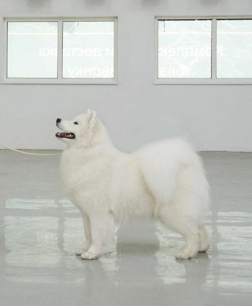 Snezhnaya Iskra Aleksia | Samoyed 