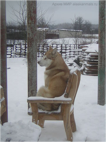 Bright Red Tornado | Alaskan Malamute 