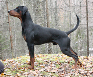 Ceriinan NAVARRO | German Pinscher 
