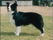 Kantalpa Tuxn Tailz | Border Collie 