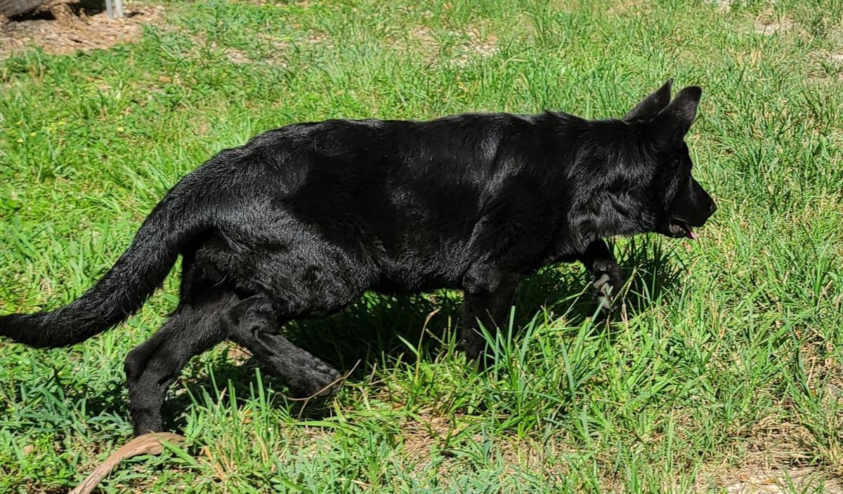 Haly Vom Konigsdorf | German Shepherd Dog 