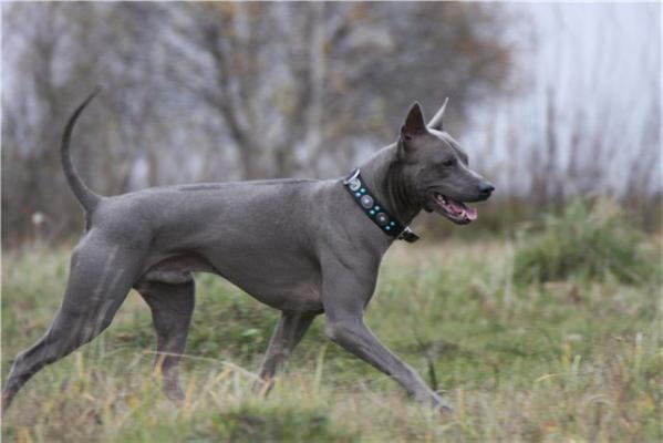 EMIRESKY ADZURRO MIGLORE THAI SON | Thai Ridgeback 