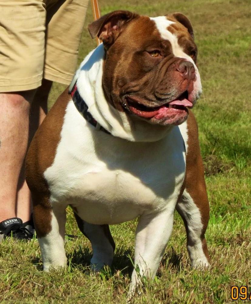 Roc Steady’s Baron | Olde English Bulldogge 