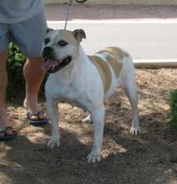 LBK's Dark Eyed Diva of Beachside | Olde English Bulldogge 