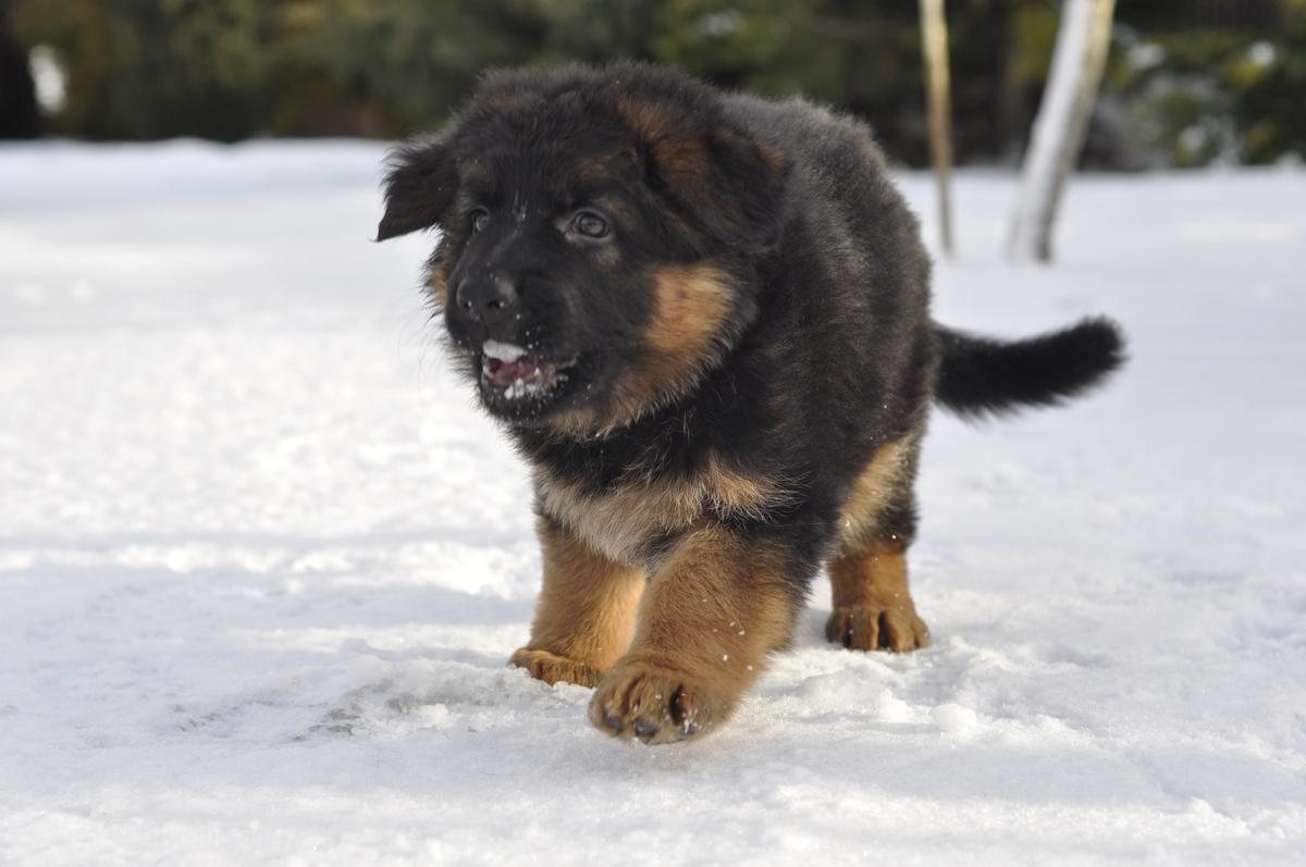 Samurai Gintarine Letena | German Shepherd Dog 