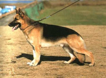 Vito von der Wienerau | German Shepherd Dog 