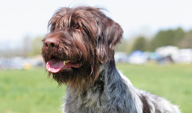 Wirehaired Pointing Griffon