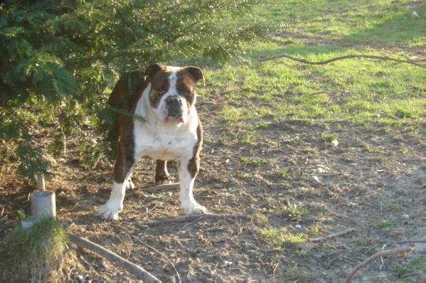 Biggie Mac's Primo | Olde English Bulldogge 