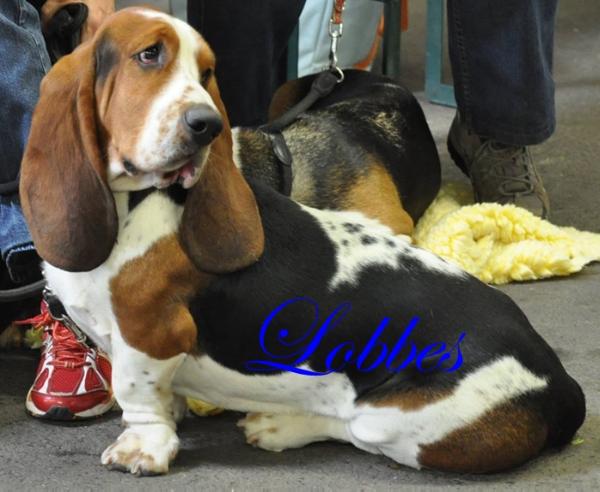 Lobbes van Quinty´s Place | Basset Hound 