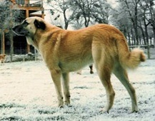 Ebeling's Kasif | Anatolian Shepherd Dog 