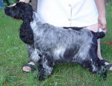 Coco chanel lastug | English Cocker Spaniel 