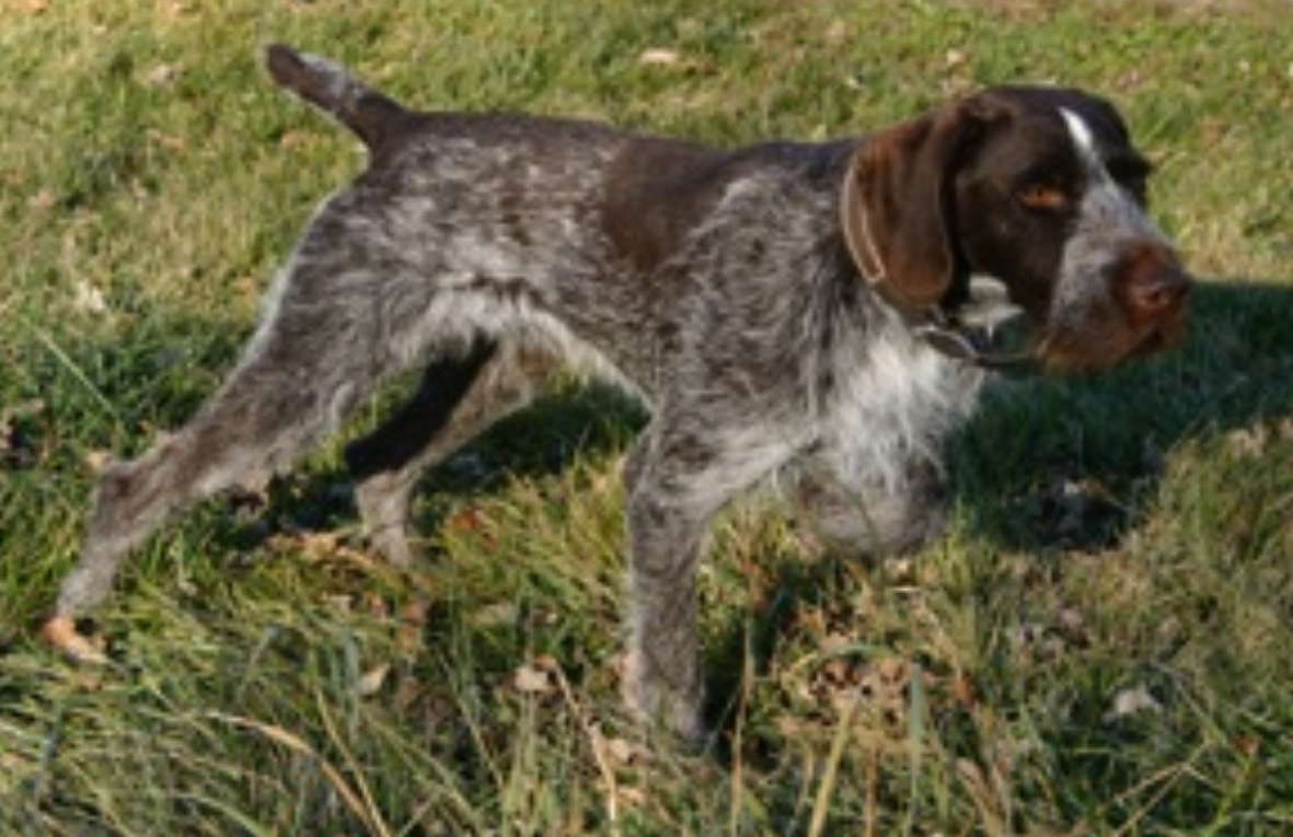 THUNDERHILL'S ZEKE VON STRAUSS | German Wirehaired Pointer 